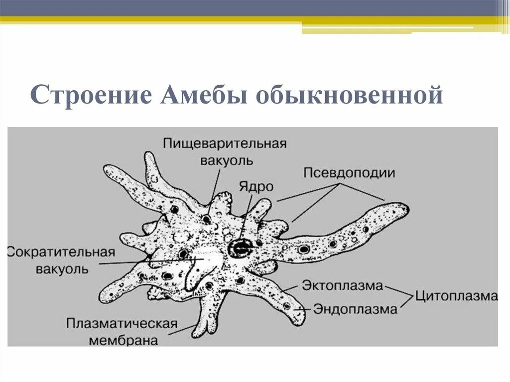 Части строения простейших. Строение амебы обыкновенной. Строение амебы Протей Amoeba Proteus. Строение амебы 7. Строение амебы протея схема.