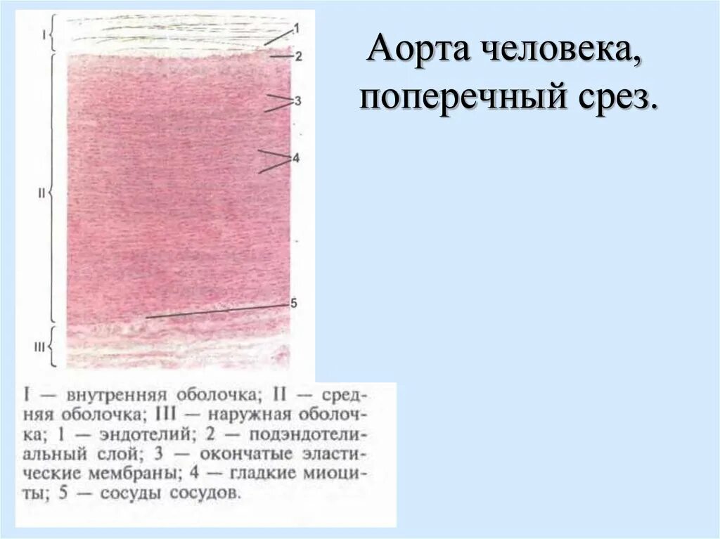 Артерия эластического типа препарат гистология. Срез аорты препарат гистология. аорта орсеин гистология. артерия эластического типа гистология. строение аорты гистология.