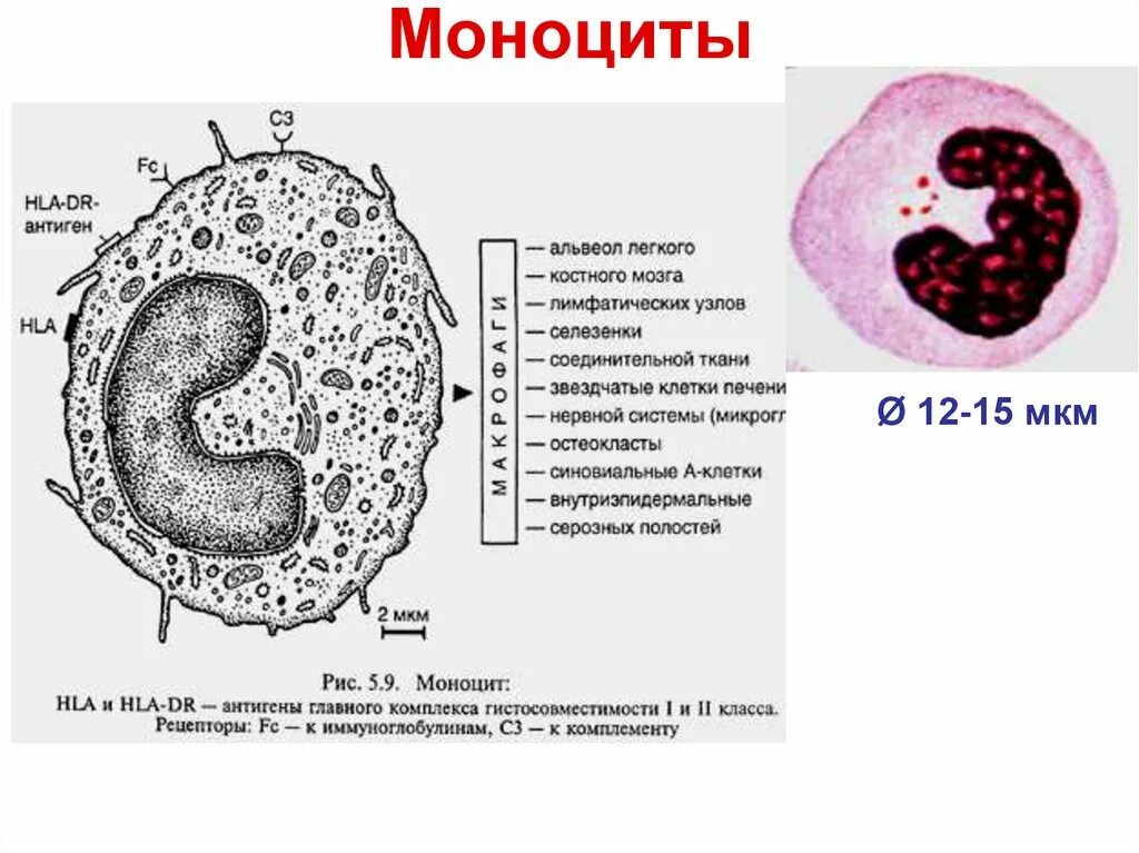 Много моноцитов это. Характерное строение моноцитов. моноцит рисунок строение. моноциты строение и функции.
