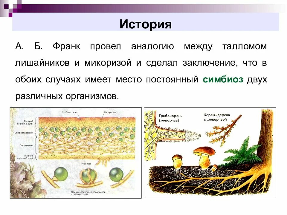 Грибы образующие микоризу с корнями. Микориза примеры растений. Микориза это видоизмененный корень. Что такое микориза у грибов. Микориза и лишайники.