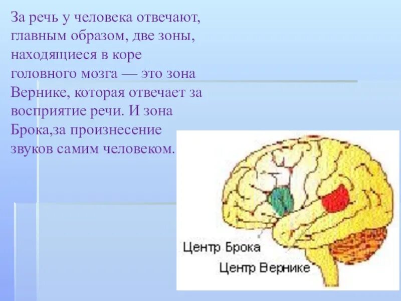 Центр речи в мозге человека. Речевые центры мозга. Речевые зоны мозга. Речевой центр в головном мозге. Зоны мозга отвечающие за речь.