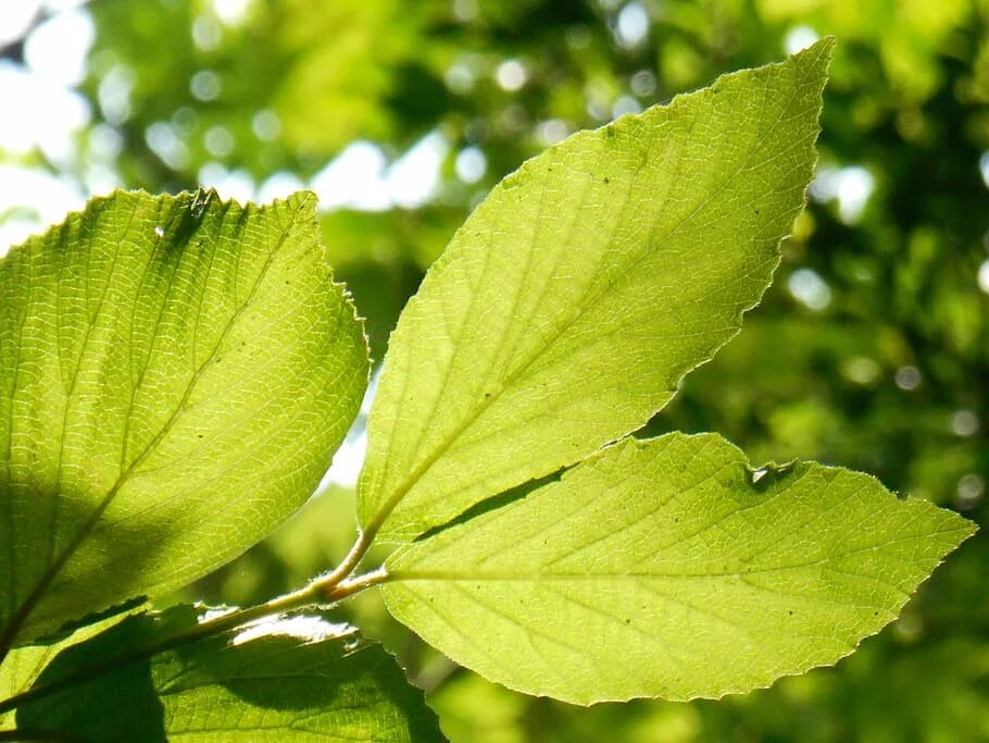 Natural leaves. Листья фото. Листья растений. Зеленый лист. Листок растения.