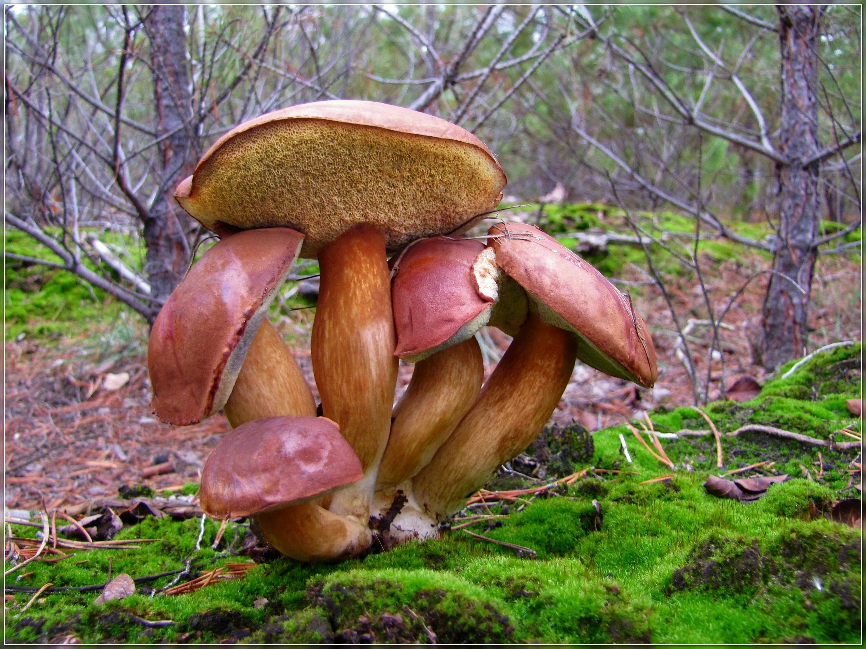 Польский гриб красный. Польский гриб (Xerocomus badius). Польский гриб моховик Боровик. Польский белый гриб и моховик. Моховик каштановый польский гриб.