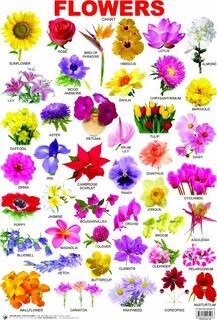 название цветов растений с фото