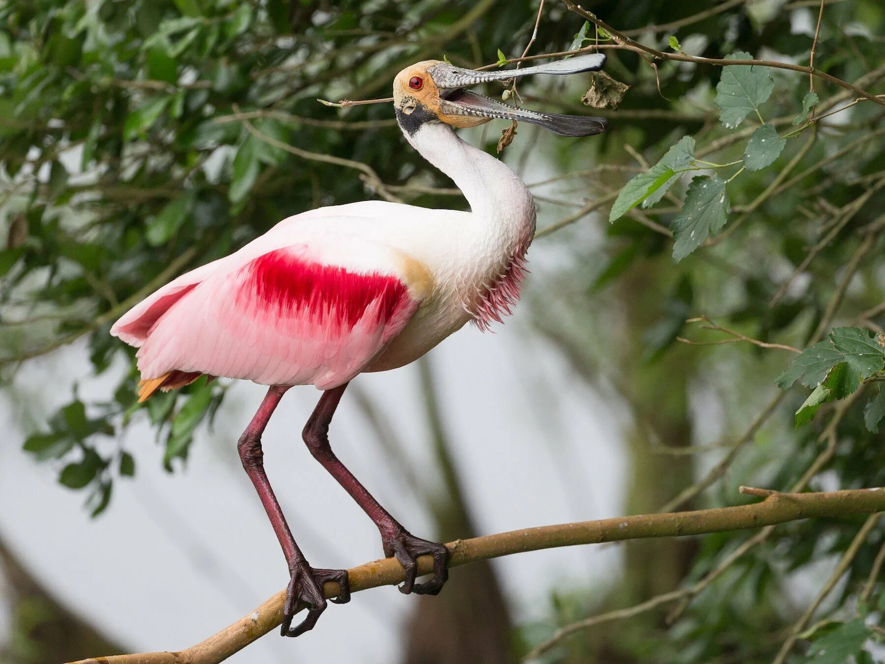 Аистообразная птица из бразилии. Roseate Spoonbill птица. Астраханский заповедник колпицы. Обыкновенная колпица. Колпица Ибис.