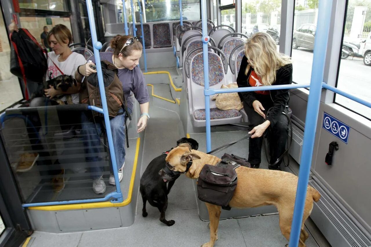 Можно перевозить животных в поезде. Собака в общественном транспорте. Собака в автобусе. Провоз животных в автобусе. Собака транспорт.