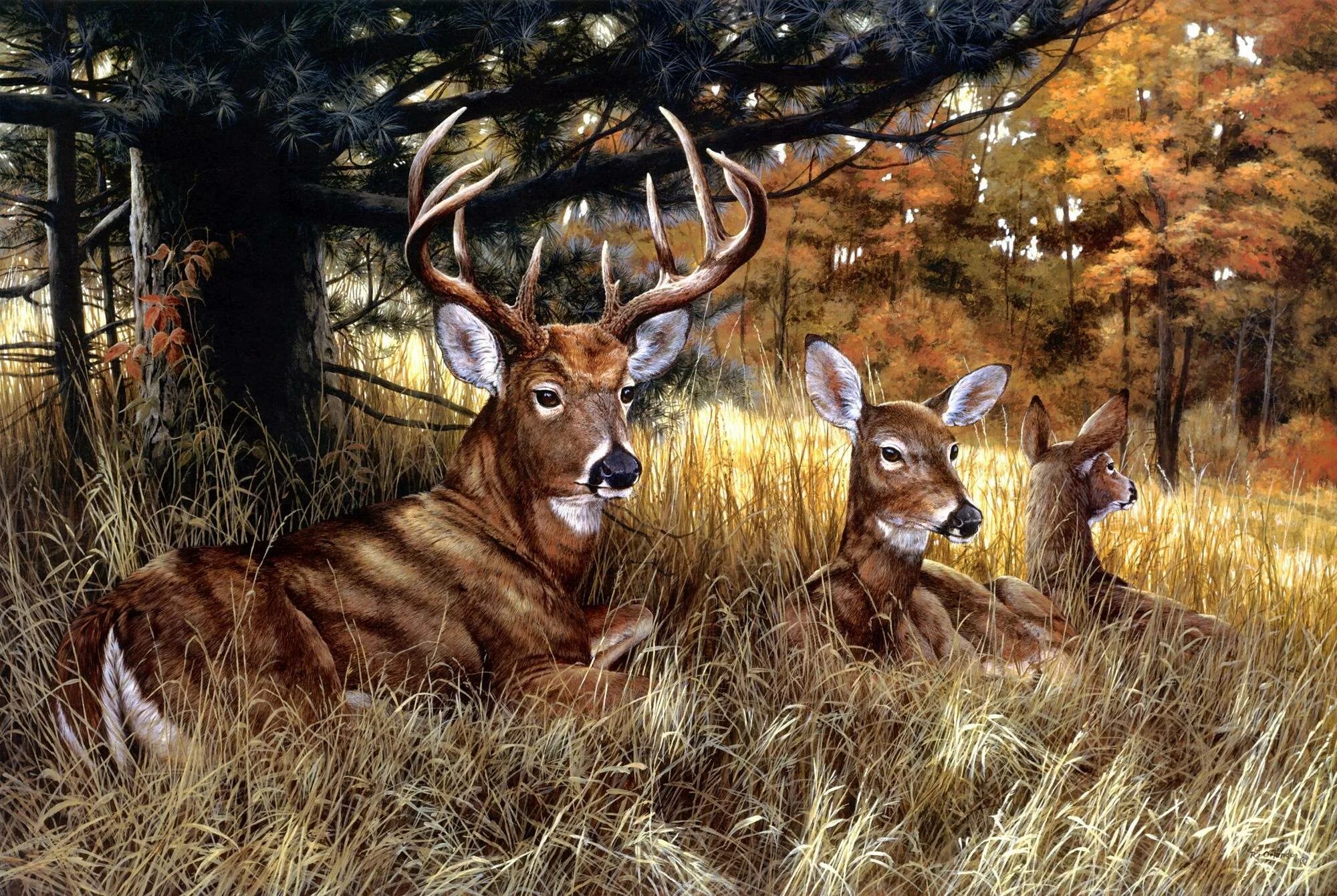 маленький львенок. анималист карл брендерс. животные леса для детей. и был со зверями. львята и тигрята.