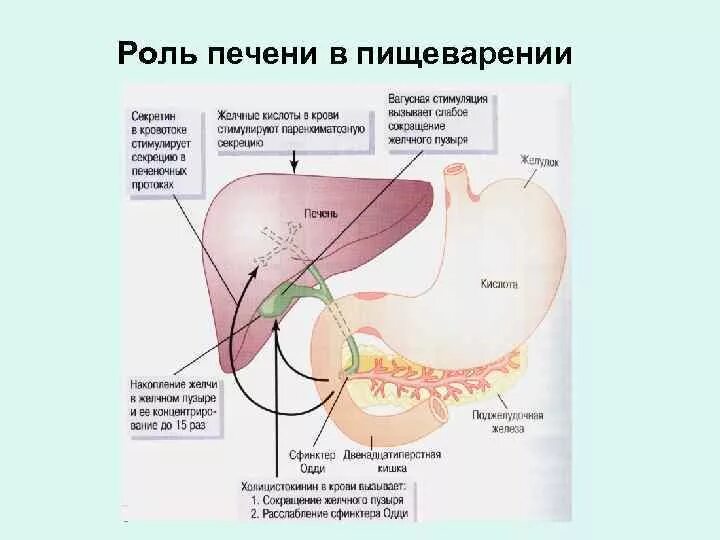 Функции печени в процессе пищеварения. Функции печени и роль печени в пищеварении.. Пищеварение в печени физиология. Пищеварительная функция печени физиология.