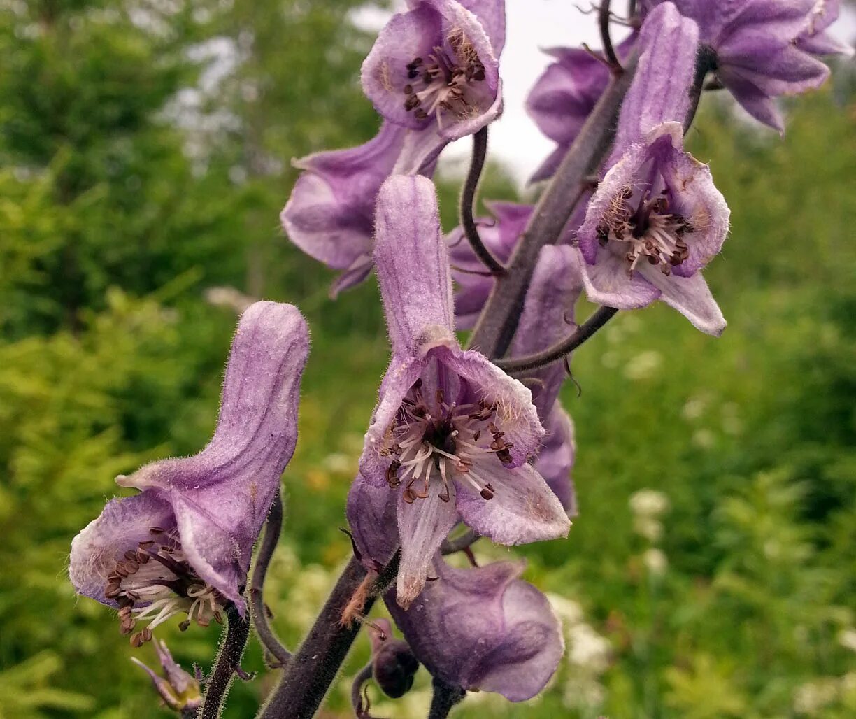 Сел растение. Борец Северный Aconitum Septentrionale. Аконит (борец, голубой Лютик). Аконит обыкновенный. Аконит шерстистоустый.