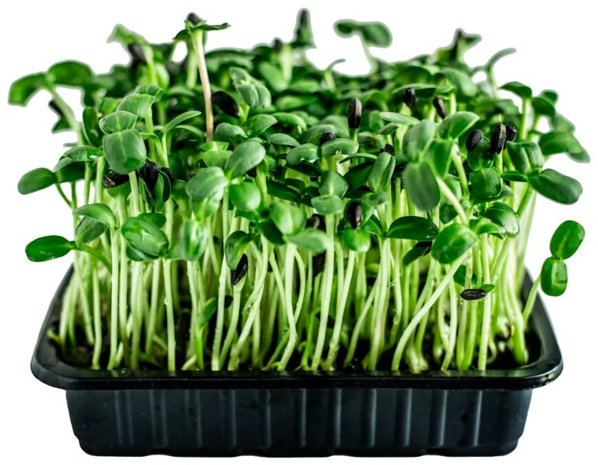 Семена подсолнечника микрозелень. Микрозелень из семечек подсолнуха. Микрозелень подсолнечник. Микрозелень подсолнечник. Микрозелень гороха.