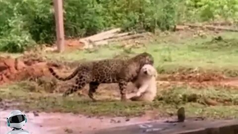 Видео увлекательный