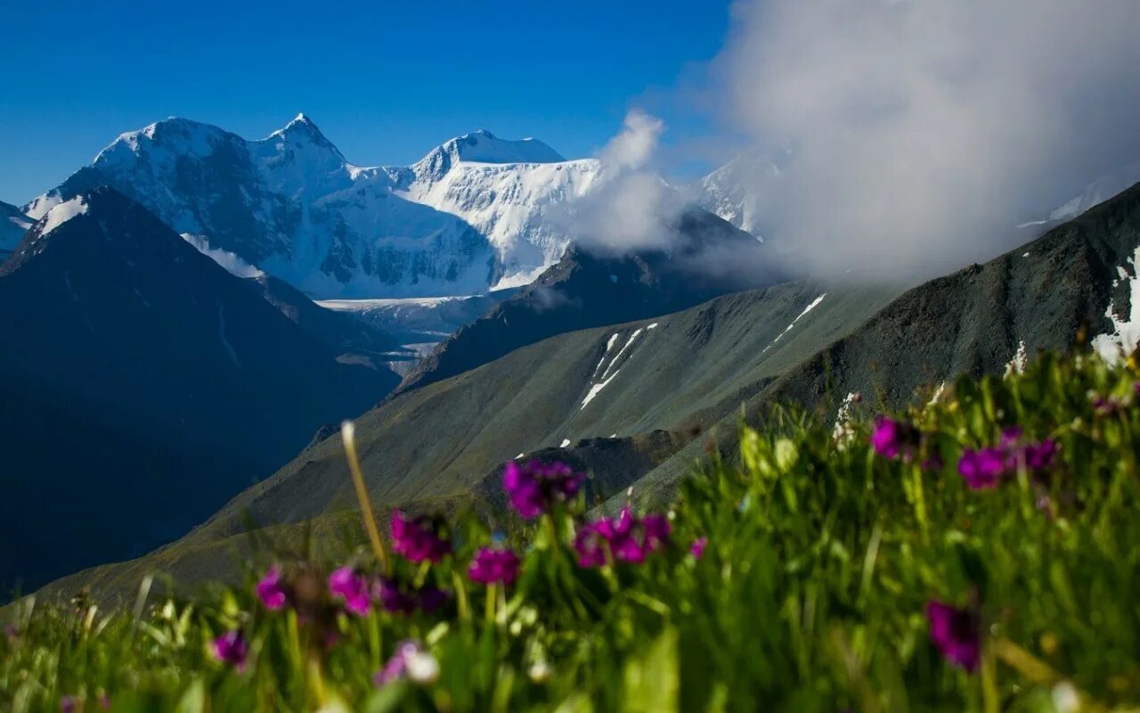 Самая высокая вершина сибири гора. Белуха горный Алтай. Гора Белуха Алтайский край. Гора Белуха горные вершины Алтая. Подножье горы Белуха Алтай.