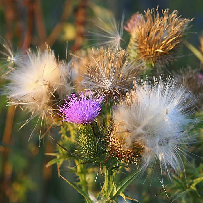 кроссворды большие. чертополох пуховый. борец пушинка 8 букв сканворд. кроссворд на тему кроссворд. осот пух.