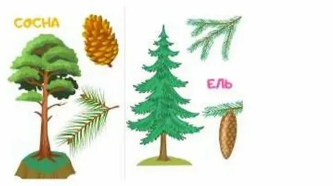 Мени и ели