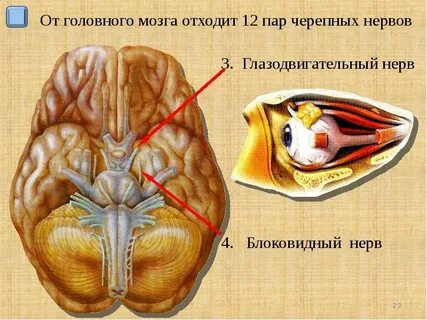 Четвертый нерв черепной