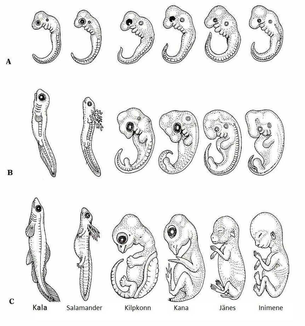 Эмбриология стадии развития эмбриона. Эмбриональное развитие зародышей позвоночных. Стадии развития зародыша человека биология. Эволюция эмбриона Геккель. Стадия развития ящерицы
