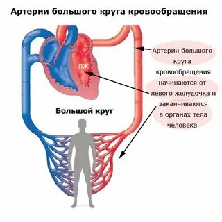 Сосуд начало большого круга кровообращения