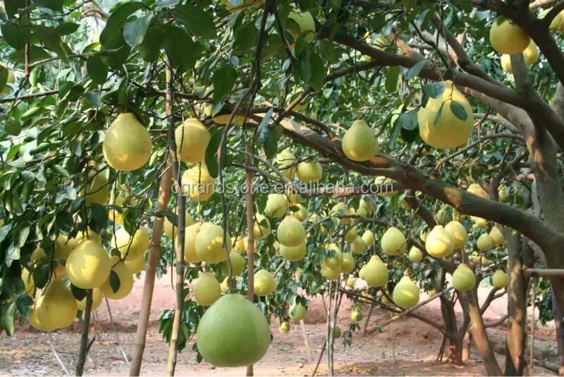 Kws Fresh Fruit Shaddock Honey Pomelo Grapefruit - Buy Pomelo honey Pomelo fresh