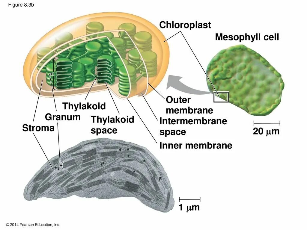 Хлоропласты эукариотической клетки. Строма хлоропласта. Схематическое строение хлоропласта. Строение хлоропласта ЕГЭ. Строение хлоропласта растительной клетки.