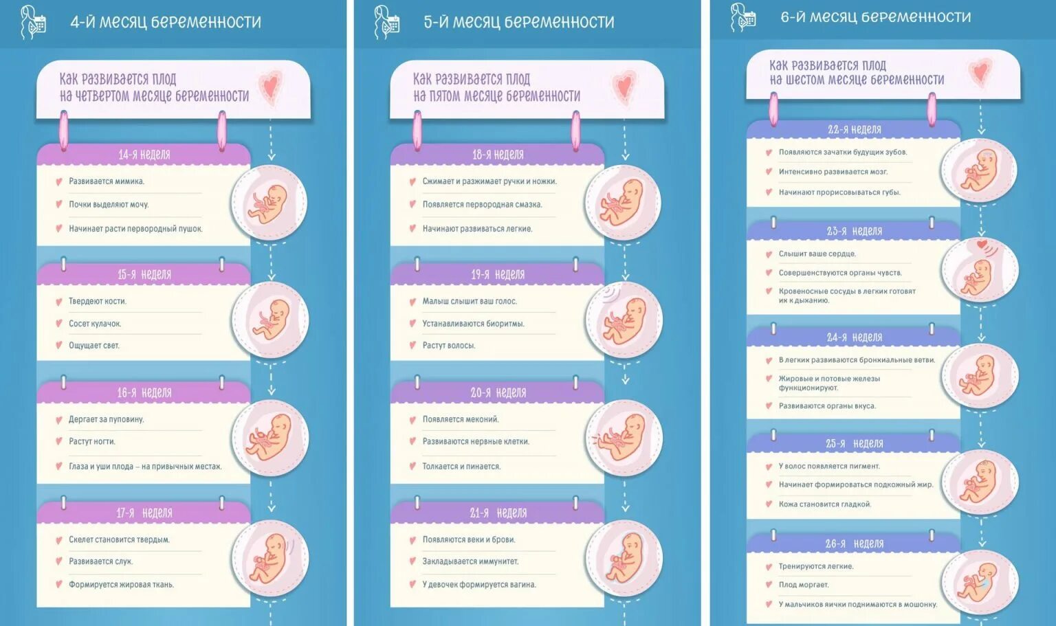 На какой неделе формируется мозг