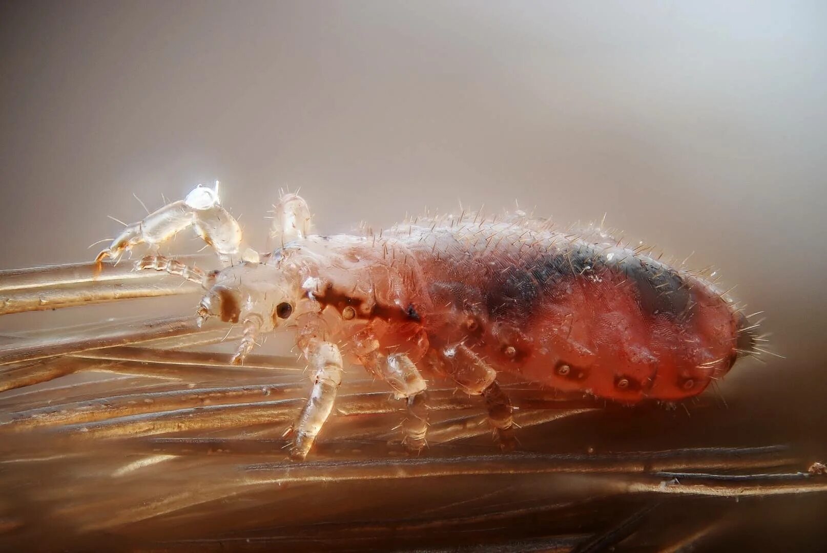 Головная вошь. Головная вошь (Pediculus humanus capitis). Головная вошь - Pediculus capitis.