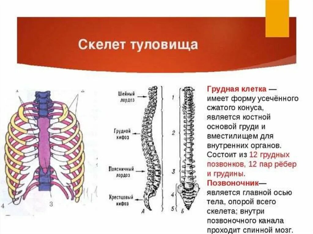 Строение скелета туловища человека анатомия. Скелет туловища состоит из грудной клетки. Скелет туловища строение и функции. Скелет туловища кости туловища.