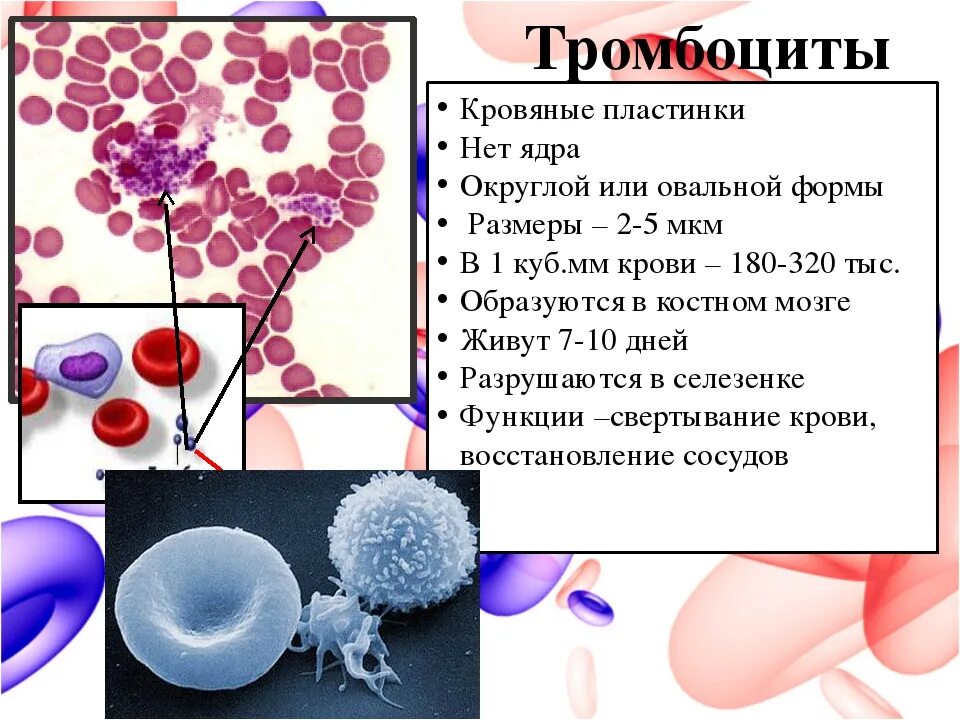 Лейкоциты ниже 3. Клетки крови человека тромбоциты. Эритроциты лейкоциты тромбоциты. Строение лейкоцитов в крови. Роль лейкоцитов в крови человека.