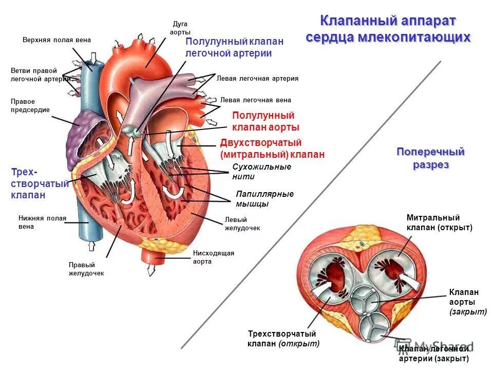 Между левым желудочком и аортой находится
