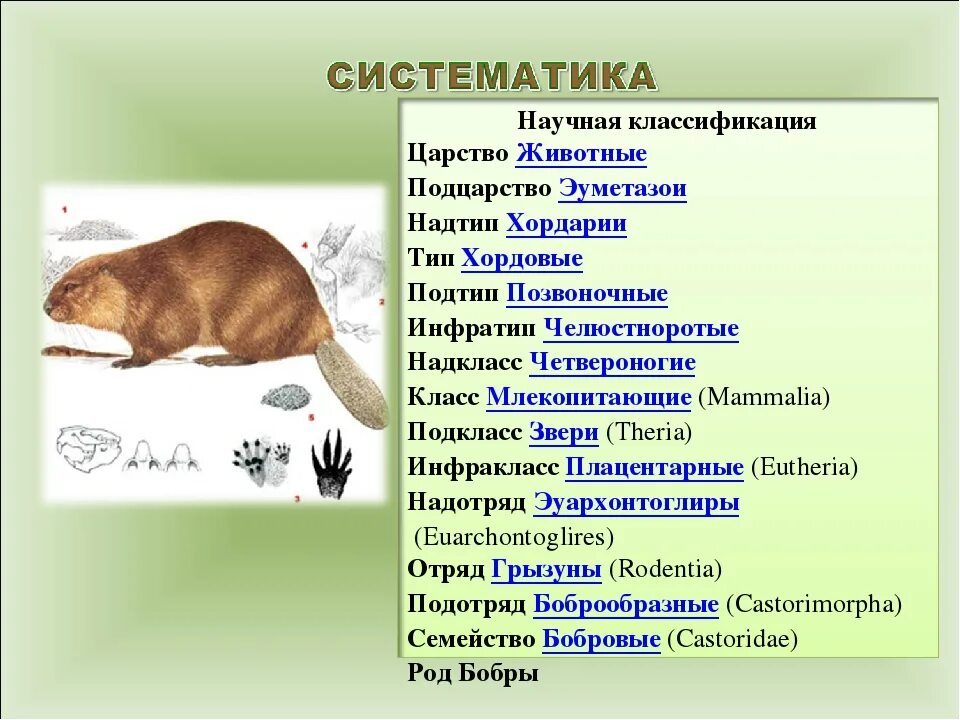 Систематика животных. Системататика животных. Классификация живого. Виды животных классификация.