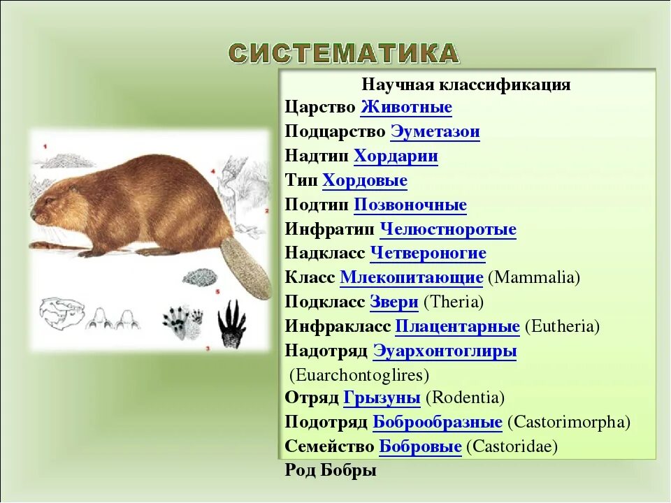 Какому роду относится мышь