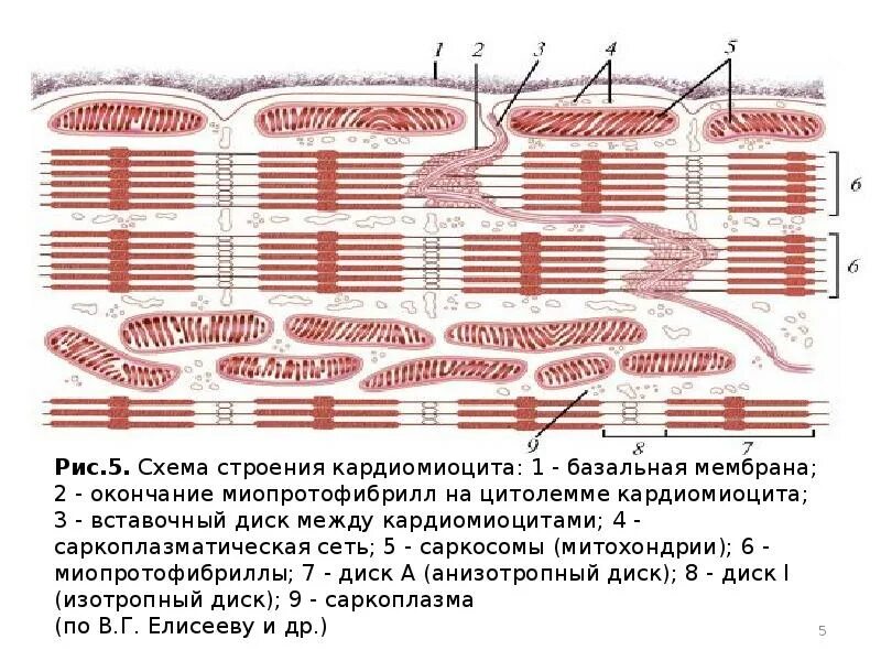 Тип клеток сердечной мышечной ткани