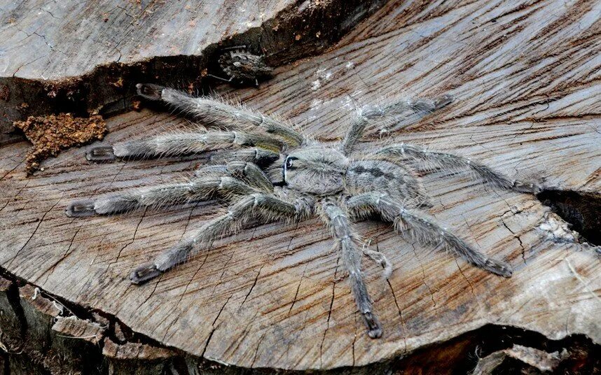 Пауки шри ланки. Poecilotheria Rajaei. Паук Тарантул Шри Ланка. Птицеед паук Шри Ланка. Насекомые Австралии.