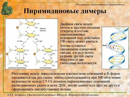 Состоит из димеров