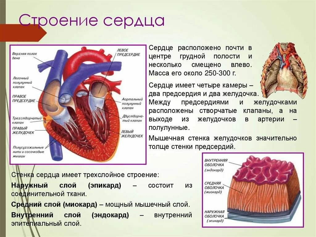 Стенки предсердий и желудочков. Строение стенки желудочка сердца. Функции предсердий и желудочков сердца. Строение сердца желудочки предсердия. Строение левого желудочка сердца анатомия.