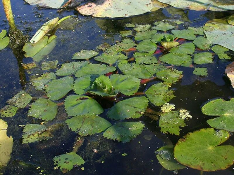 Рогульник плавающий водяной орех. Чилим водяной орех. Рогульник Ханкайский. Трапа натанс Водный орех.