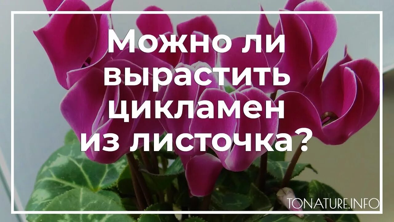 Как сохранить цикламен. Как пересадить цикламен. цикламен в открытом грунте.