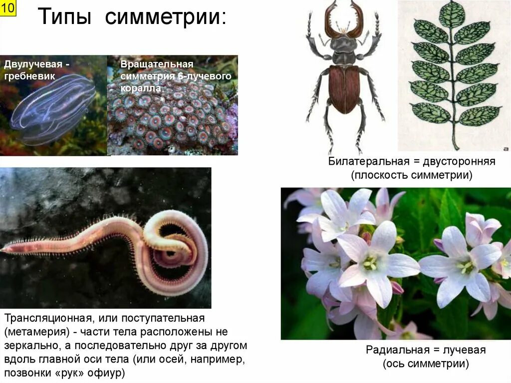 Типы симметрии животных 7 класс. Типы симметрии. Типы симметрии животных. Типы симметрии в биологии. Тип симметрии животного.