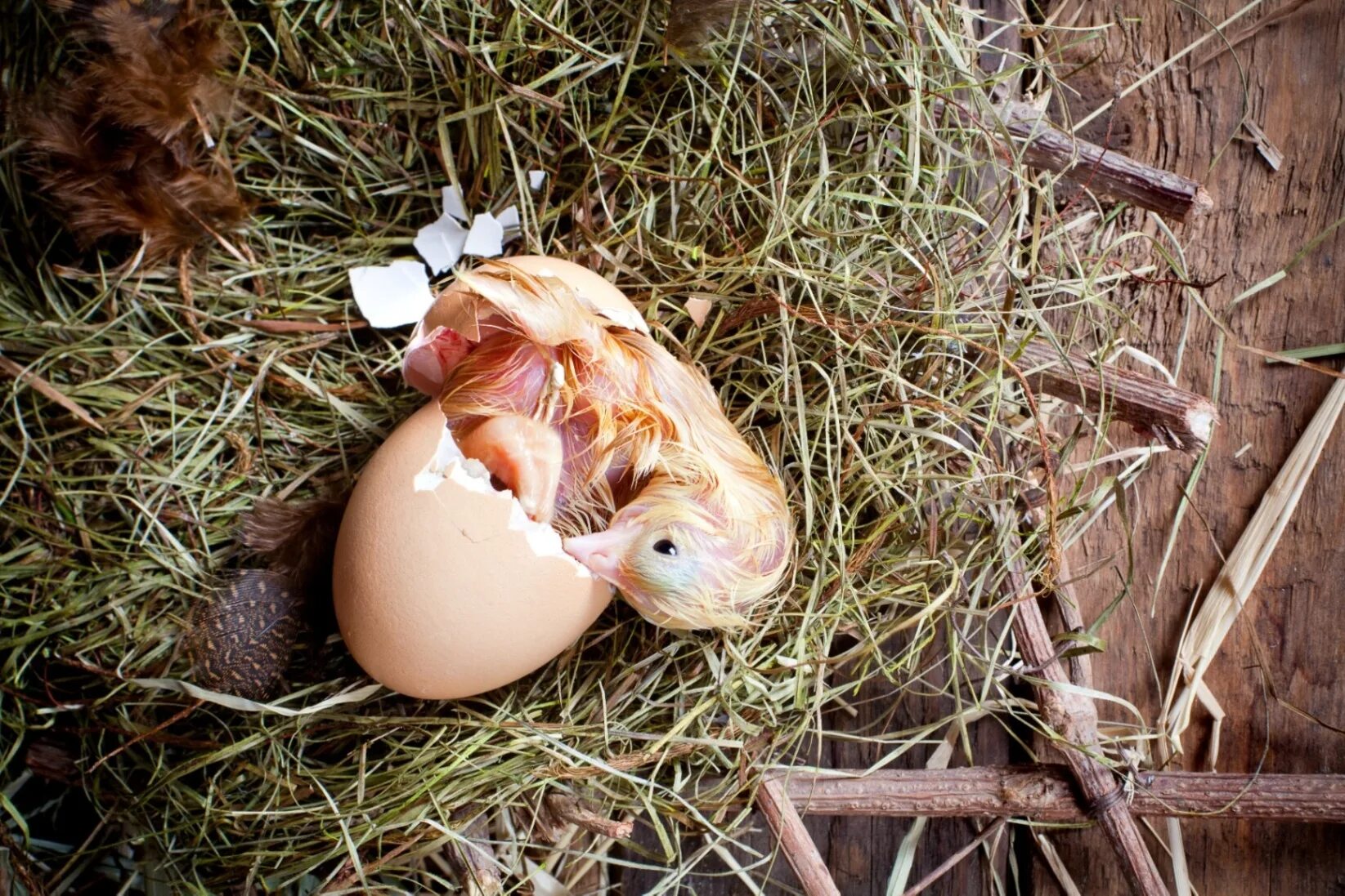 The qualities of hatching eggs. Зеленые яйца. Hatching eggs перевод. Цыпленок вылупился. Fast hatch egg.
