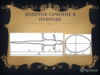 Золотое сечение ставрополь