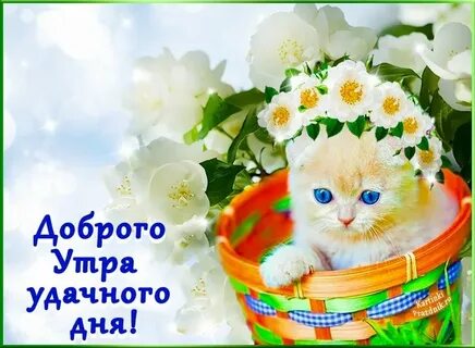 Пожелания хорошего дня котик
