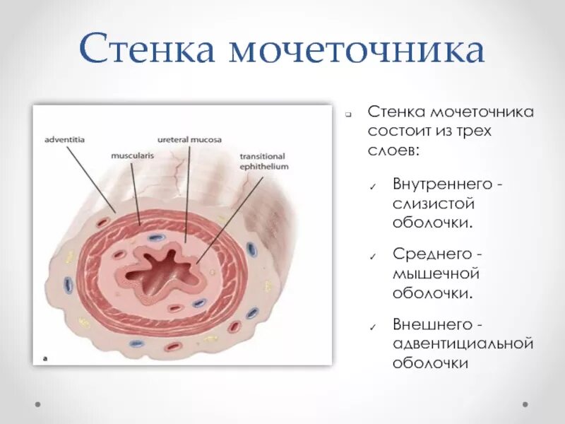 Слои мочеточника. Наружная оболочка стенки мочеточника. Стенка мочеточника состоит из следующих оболочек:. Слои стенки мочеточника. Строение стенки мочеточника.