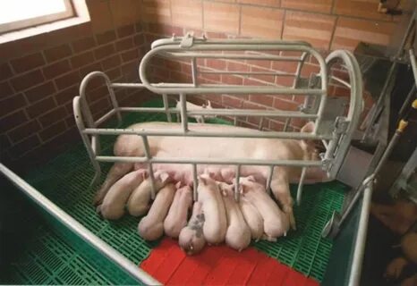 Системы и способы содержания свиней