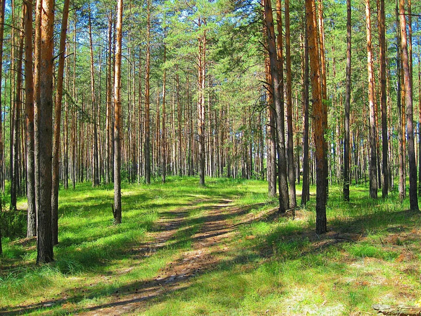 лесной ключ база отдыха ворсма. кубаевский бор судогодский район. сосновый лес в нижегородской области. лесной ключ нижний новгород экопарк. таежно-лесная (лесолуговая) зона.