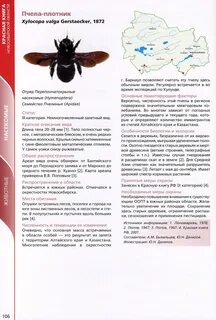 Пчела плотник описание