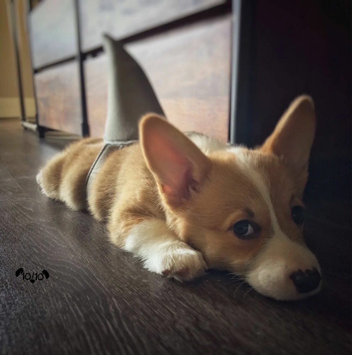 Doggie doo corgi. Вельш пемброк. Вельш-корги пемброк. Корги. Вельш-корги.