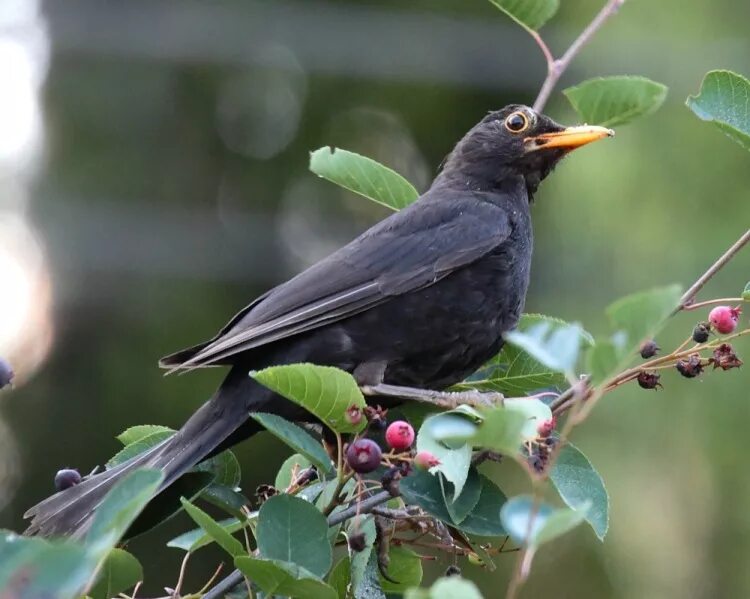 гнездо длиннохвостого бархатного ткача. сойка пересмешница птица. востроглазая сойка. волжанка лесная guinea fowl гвинея фоул описание и отзывы. утка мандаринка гнездо.