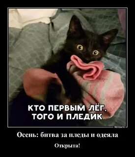 День пледа 26 октября
