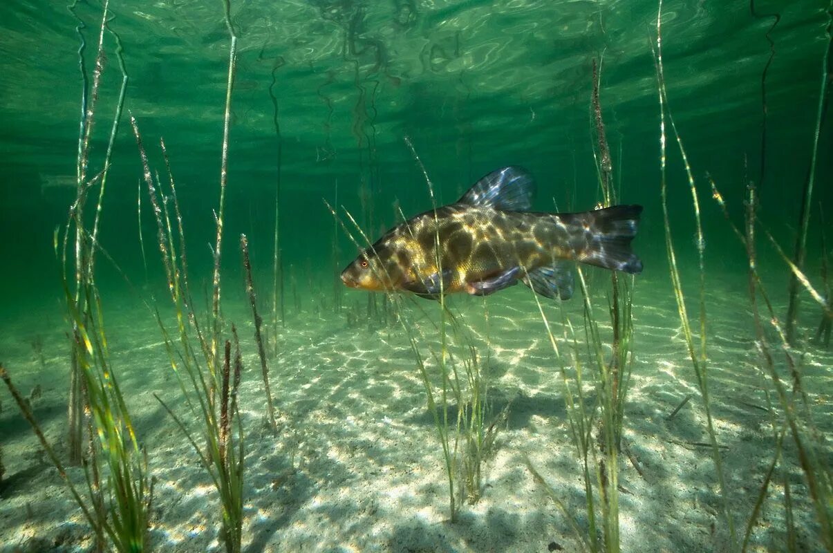 Речное дно. Рыба в озере. Подводные обитатели водоемов. Рыба под водой в реке.