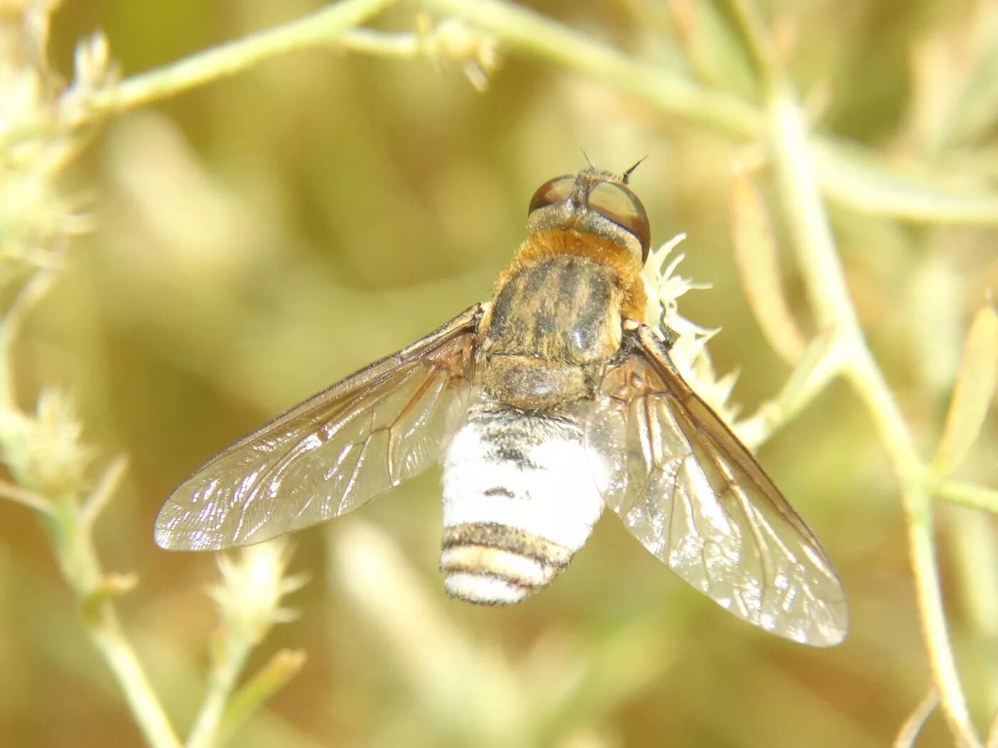 Крылья двукрылых. Паразитические двукрылые насекомые. Представители отряда мухи. Двукрылые москиты. Отряд двукрылые (diptera).