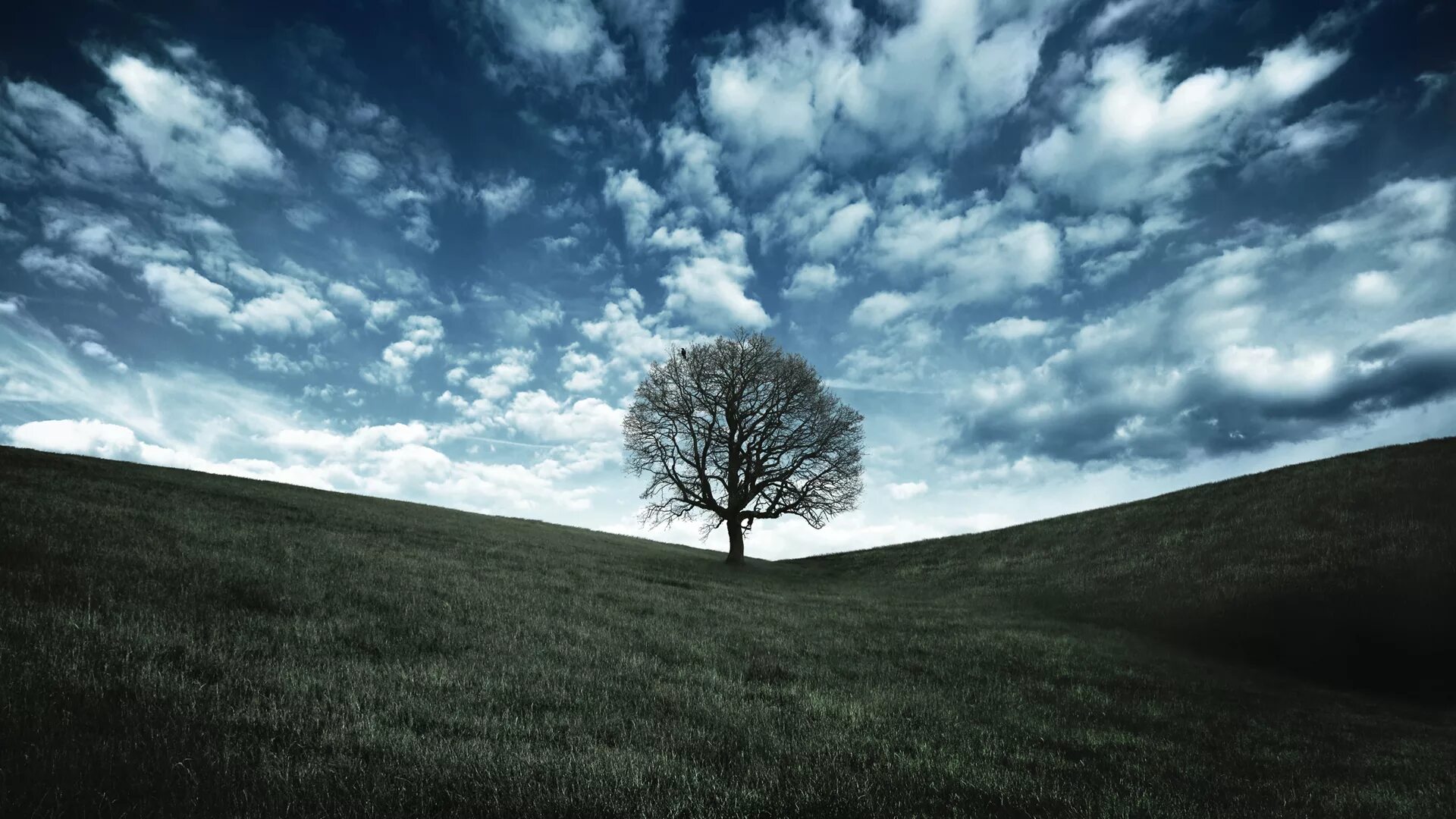 Одинокий холм. Одинокое дерево. Одинокое дерево на Холме. Одинокое дерево в поле. Мрачное одинокое дерево.